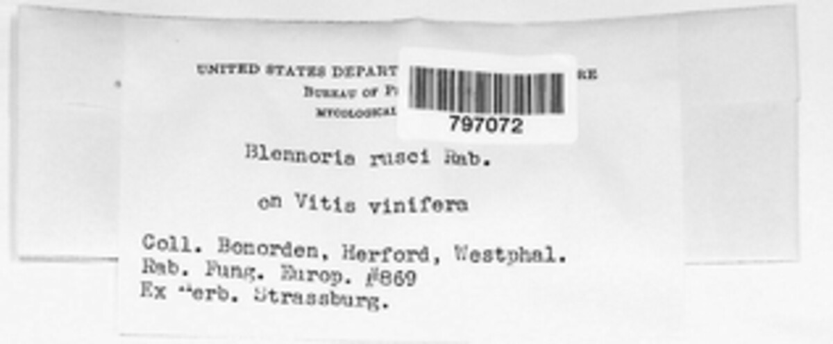 Blennoria rusci image